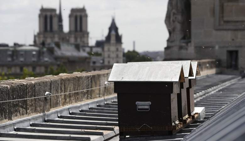 180 mille abeilles ont miraculeusement survécu à l'incendie de Notre-Dame de Paris