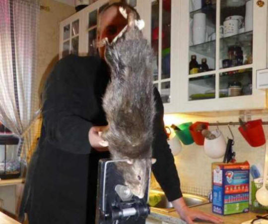 Un rat de 40 centimètres pris dans la cuisine suédoise