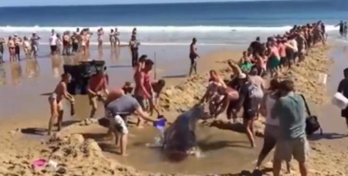 Les Américains ont sauvé le requin en tirant une tranchée sur la plage