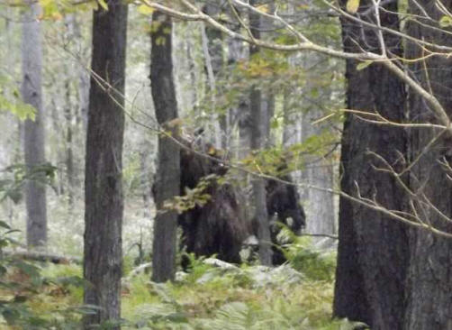 L'Américain filmé dans la forêt d'énormes créatures à fourrure