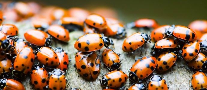 Les adolescents américains ont lancé des milliers de coccinelles dans leur école