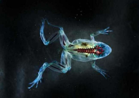 Les fleuves américains donnent naissance à des mutants amphibiens