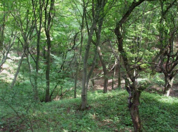 Forêt anormale de Hoya Bachu en Roumanie