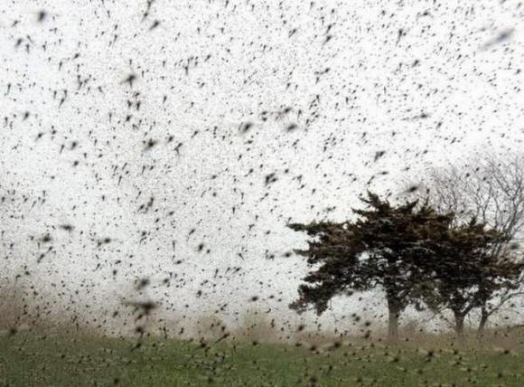 Invasion anormale de moustiques dans le Wisconsin