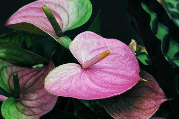 présages d'anthurium 