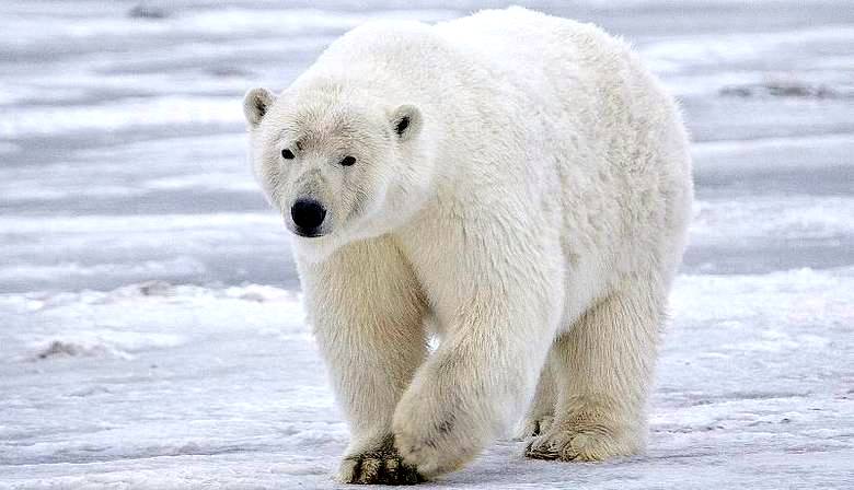 L'ours polaire a attaqué sans succès le photographe écossais