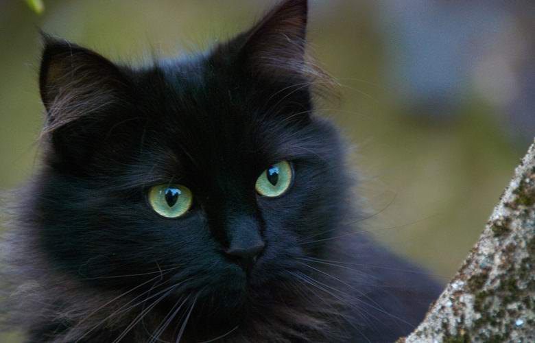Halloween approche: pourquoi les sorcières anglaises volent-elles des chats noirs?