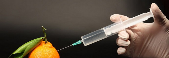 L'humanité détruira les OGM