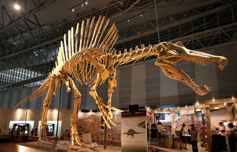 Que sont les os de dinosaures?