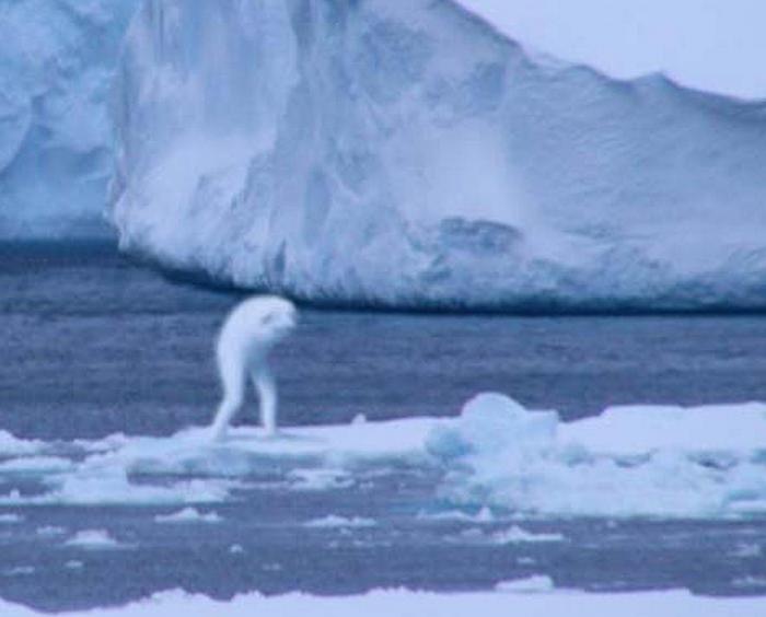 Monstres de l'Antarctique - Cryons