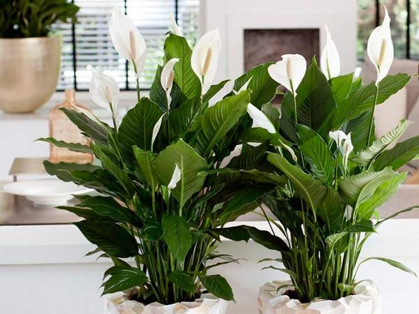 spathiphyllum présages et superstitions 