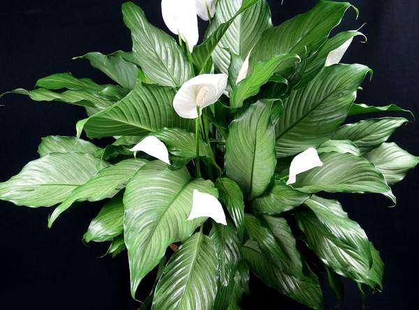 signes de bonheur féminin spathiphyllum 