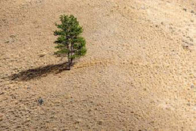 Les arbres de la sécheresse font du bruit