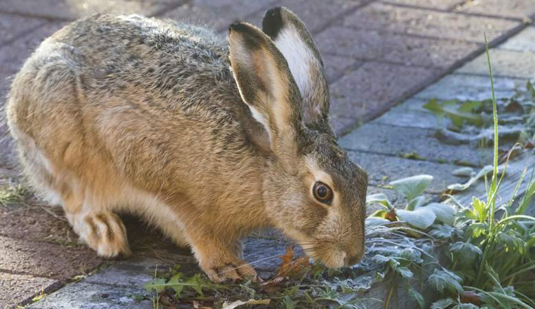 Les animaux sauvages aux États-Unis se comportent étrangement