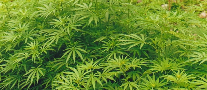 Le directeur de l'entreprise de Krasnoïarsk a cultivé du chanvre dans l'atelier de meubles