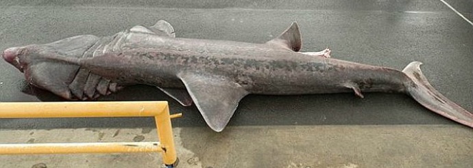 Requin préhistorique - un succès rare pour les pêcheurs et les scientifiques