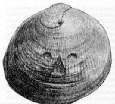 Artefacts préhistoriques: pièce de l'Illinois, image d'un visage de coquillage, Angleterre (1881)