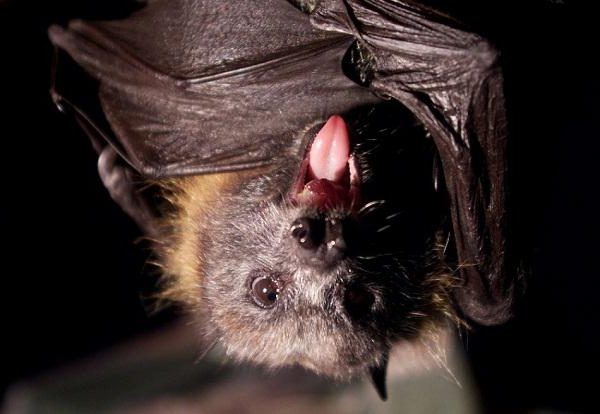Il y a quelque chose de spécial dans l'immunité des chauves-souris qui en fait des incubateurs viraux idéaux. 