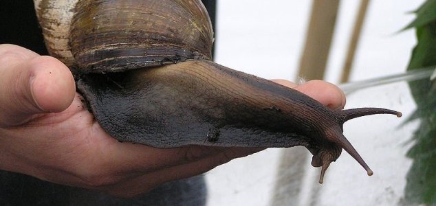 La Floride a été attaquée par d'énormes escargots