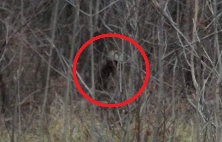 Une photo du mystérieux humanoïde dans la forêt a intéressé à la fois les ufologues et les cryptozoologistes