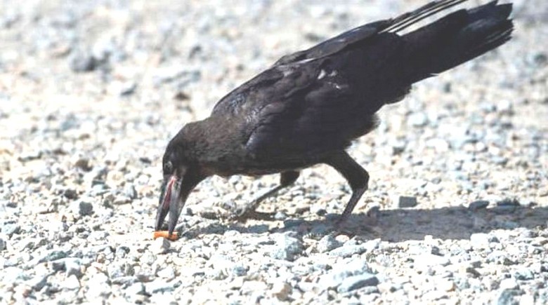 Des ornithologues français entraînent un corbeau à ramasser les ordures dans les parcs