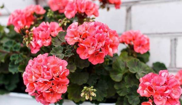 géranium rose 