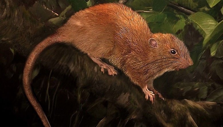 Rats