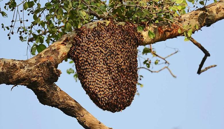 Les abeilles géantes créent