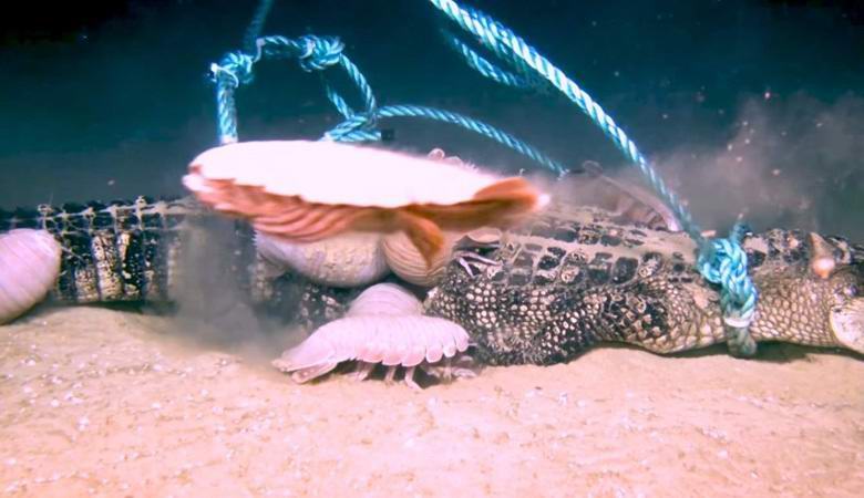 Les crustacés géants ont facilement résisté aux alligators