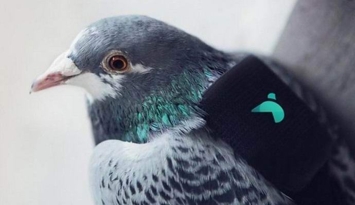 Les pigeons surveilleront la propreté de l'air de Londres