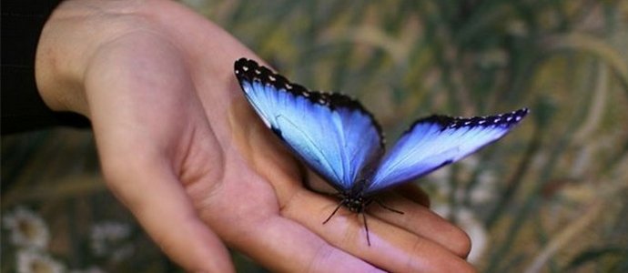 Bon présage - le papillon a volé par la fenêtre