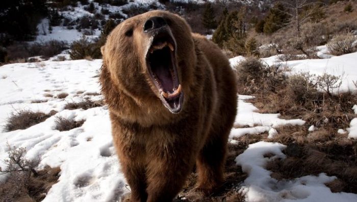 Vidéo intéressante: un ours attaque un homme