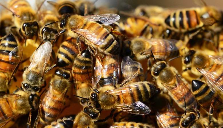 La famille espagnole a découvert 80 000 abeilles dans le mur de leur chambre