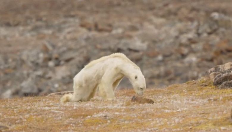 L'ours polaire affamé a choqué le photographe