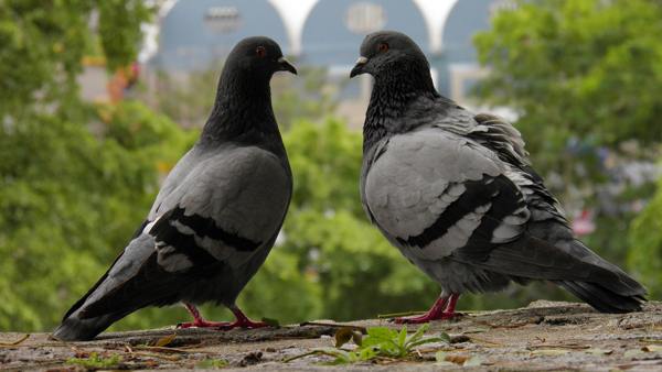 une paire de pigeons 