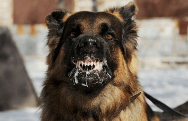 Pourquoi un chien fou rêve-t-il 