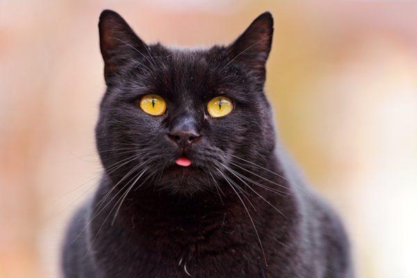 Pourquoi un chat noir rêve-t-il  