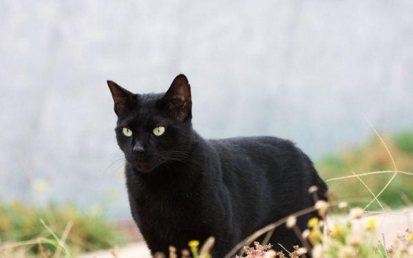 Pourquoi un chat noir rêve-t-il  