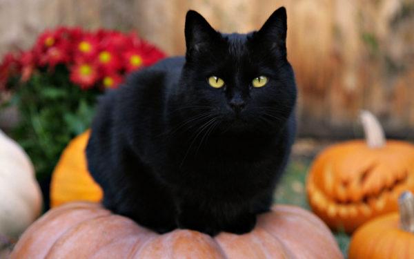 Pourquoi un chat noir rêve-t-il  