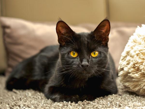 Pourquoi un chat noir rêve-t-il  