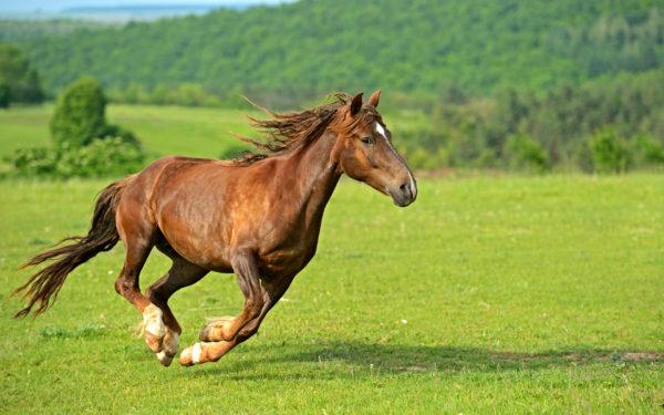 pourquoi une femme rêve-t-elle d'un cheval 
