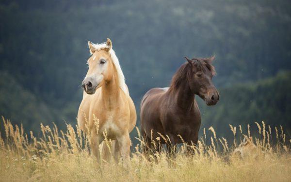 cheval livre de rêve 