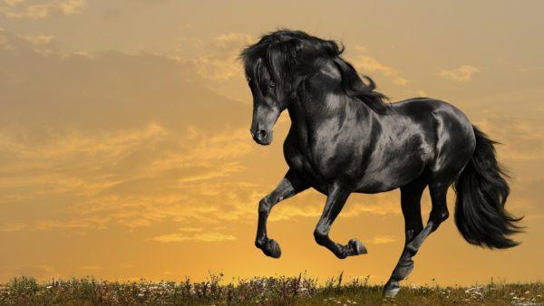 pourquoi le cheval rêve-t-il 