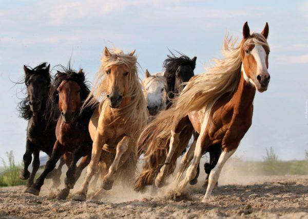 pourquoi un cheval rêve-t-il dans un rêve pour une femme 