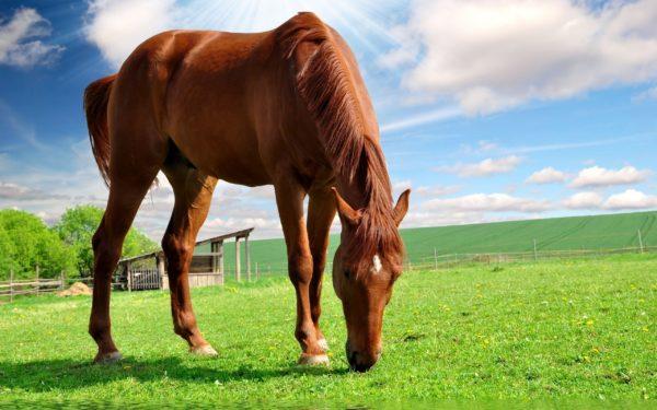 rêvé d'un cheval 