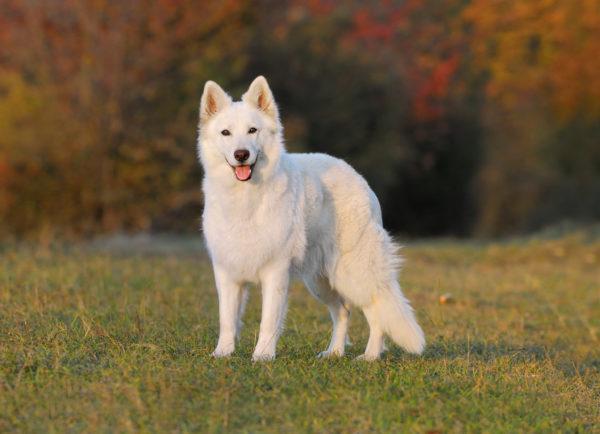 Pourquoi le chien blanc rêve-t-il 