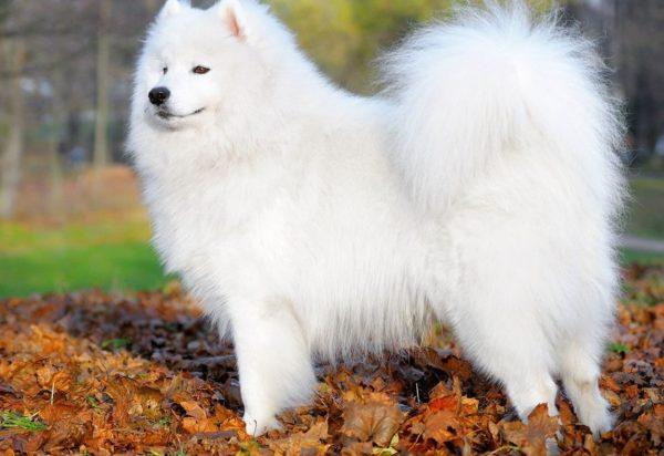 Interprétation des rêves chien blanc 