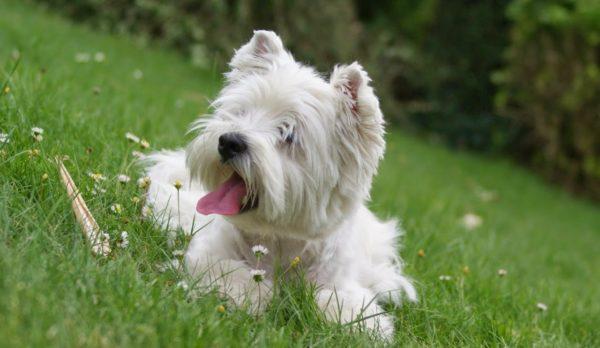 Petit chien blanc 