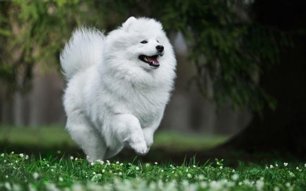 Chien moelleux 