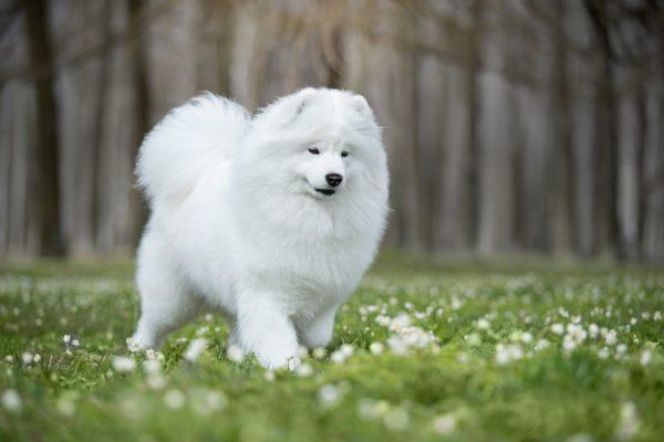 Chien bien soigné 